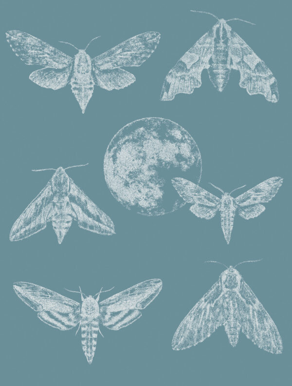 Exclusive designer wallpaper Amazing Moths with a silver fir blue background and white moths, perfect for modern interiors.
